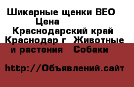 Шикарные щенки ВЕО › Цена ­ 7 000 - Краснодарский край, Краснодар г. Животные и растения » Собаки   